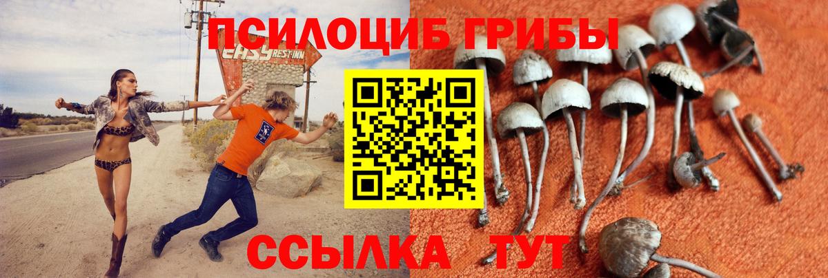 Псилоцибиновые грибы Psilocybe Тулун